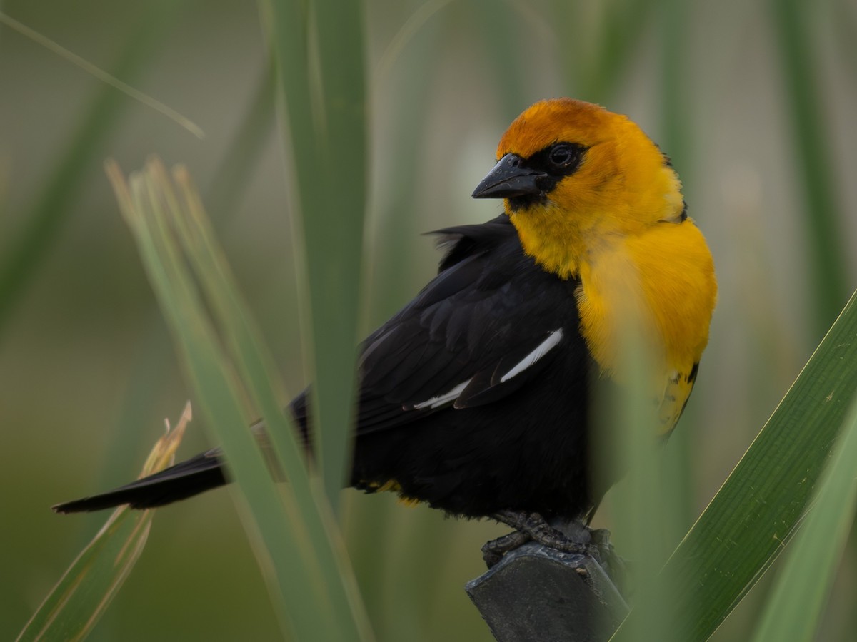 Yellow-headed Blackbird - ML619923920