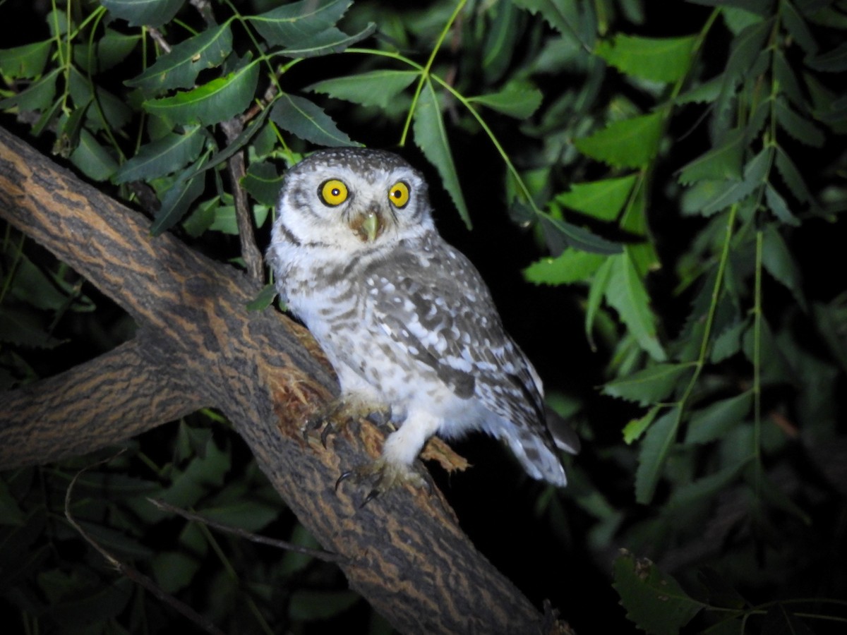 Spotted Owlet - ML619923924