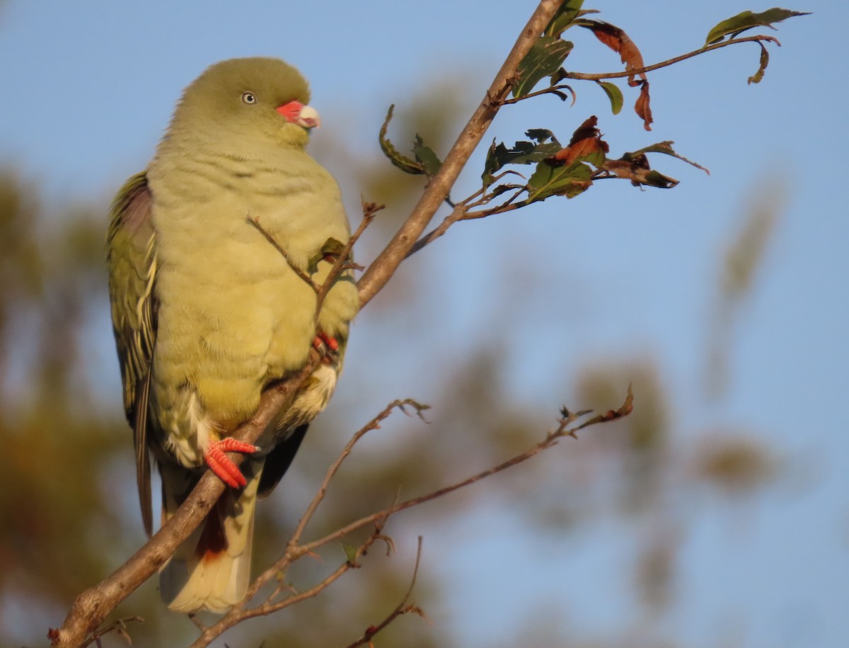 African Green-Pigeon - ML619923927