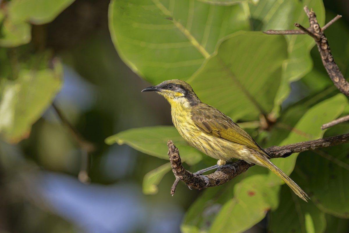 Varied Honeyeater - Jill Duncan &  Ken Bissett