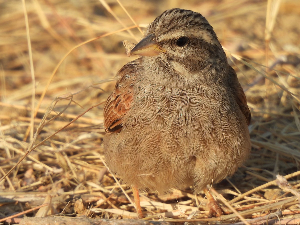 Striolated Bunting - ML619923934