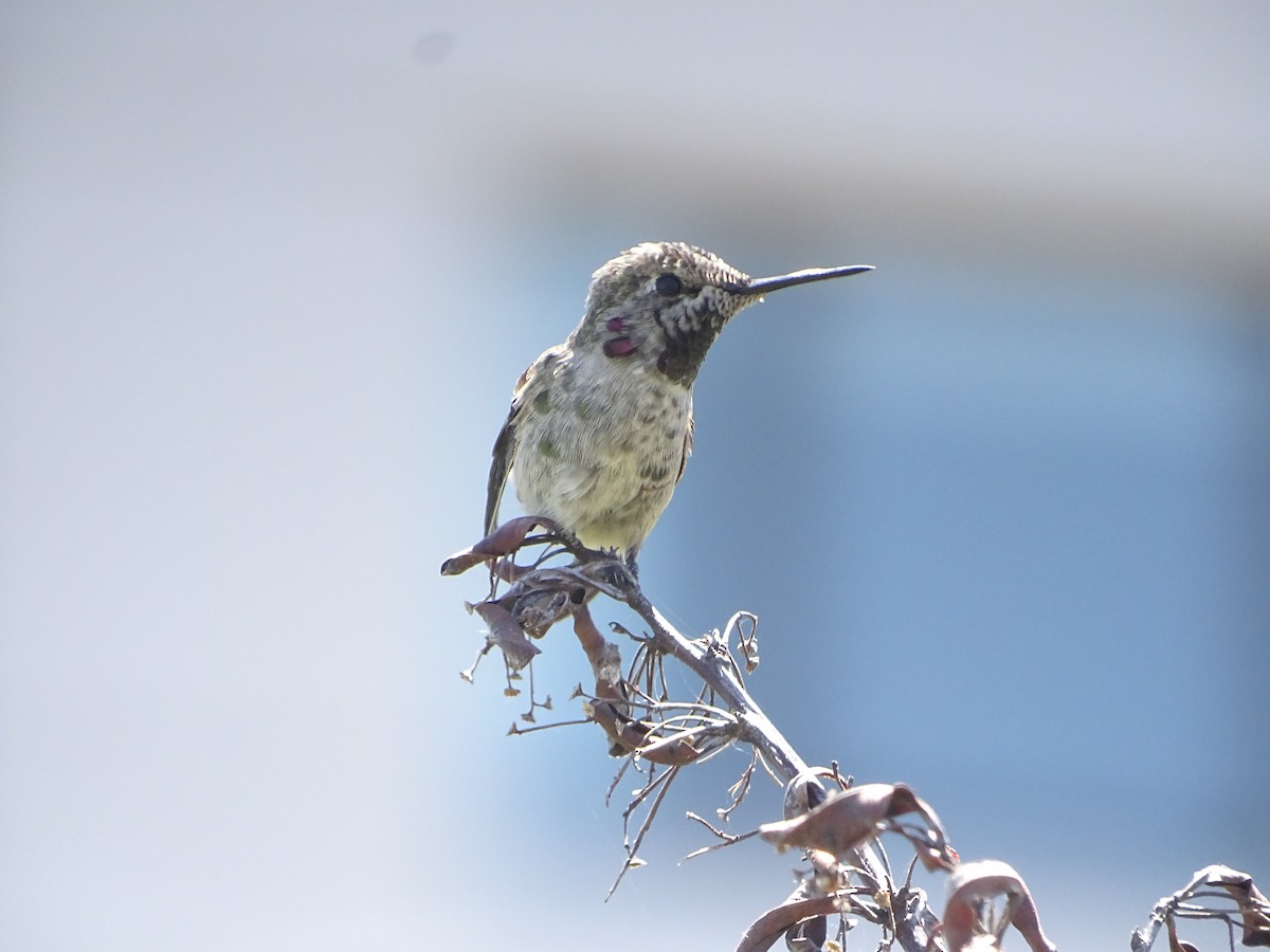 Anna's Hummingbird - ML619923938