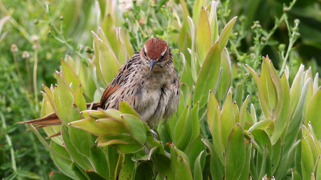 Cape Grassbird - ML619923939