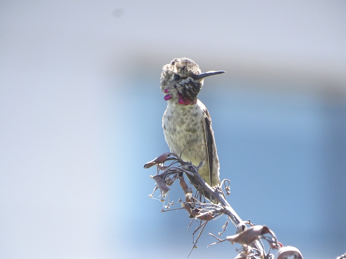 Anna's Hummingbird - ML619923941