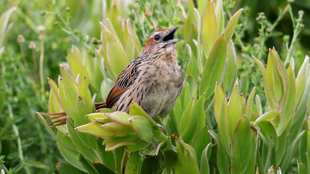 Cape Grassbird - ML619923942