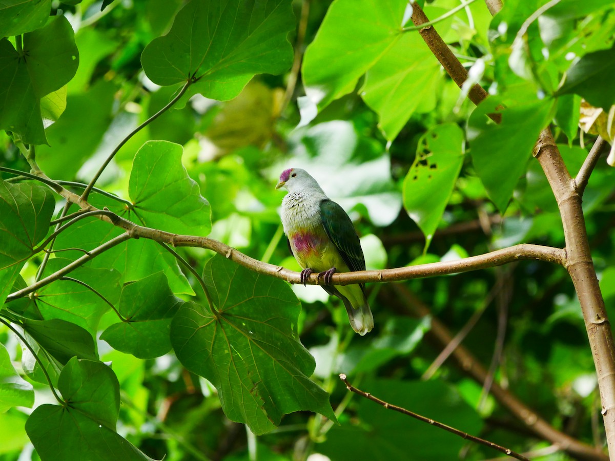 Cook Islands Fruit-Dove - ML619923943