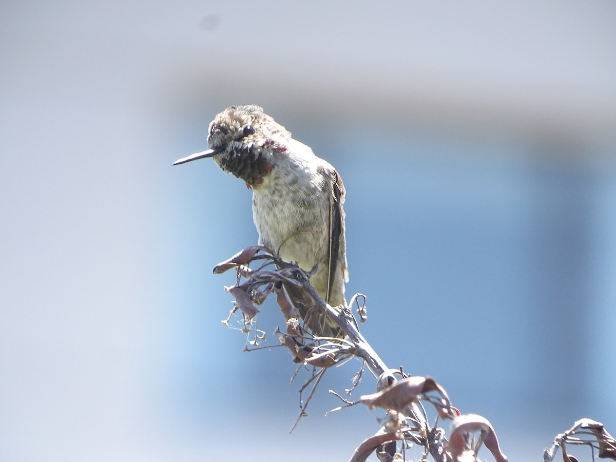 Anna's Hummingbird - ML619923946