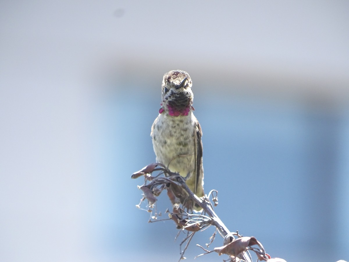 Anna's Hummingbird - ML619923947
