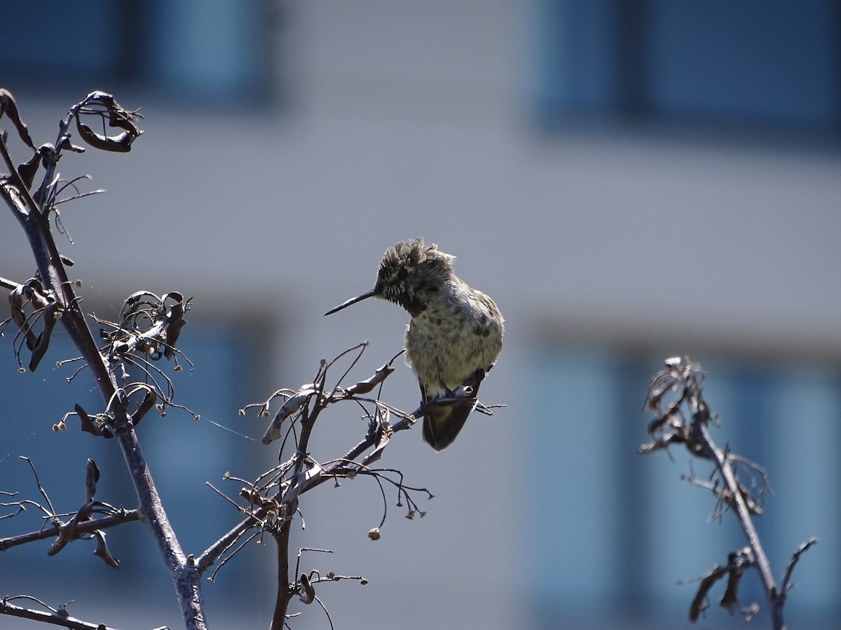 Anna's Hummingbird - ML619923948