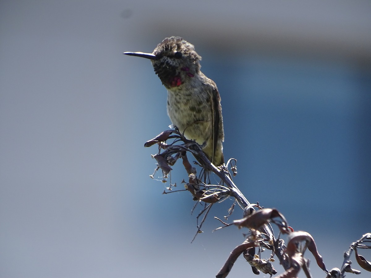 Colibrí de Anna - ML619923949