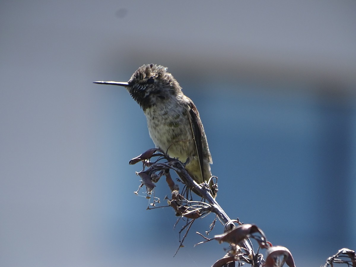 Colibrí de Anna - ML619923950