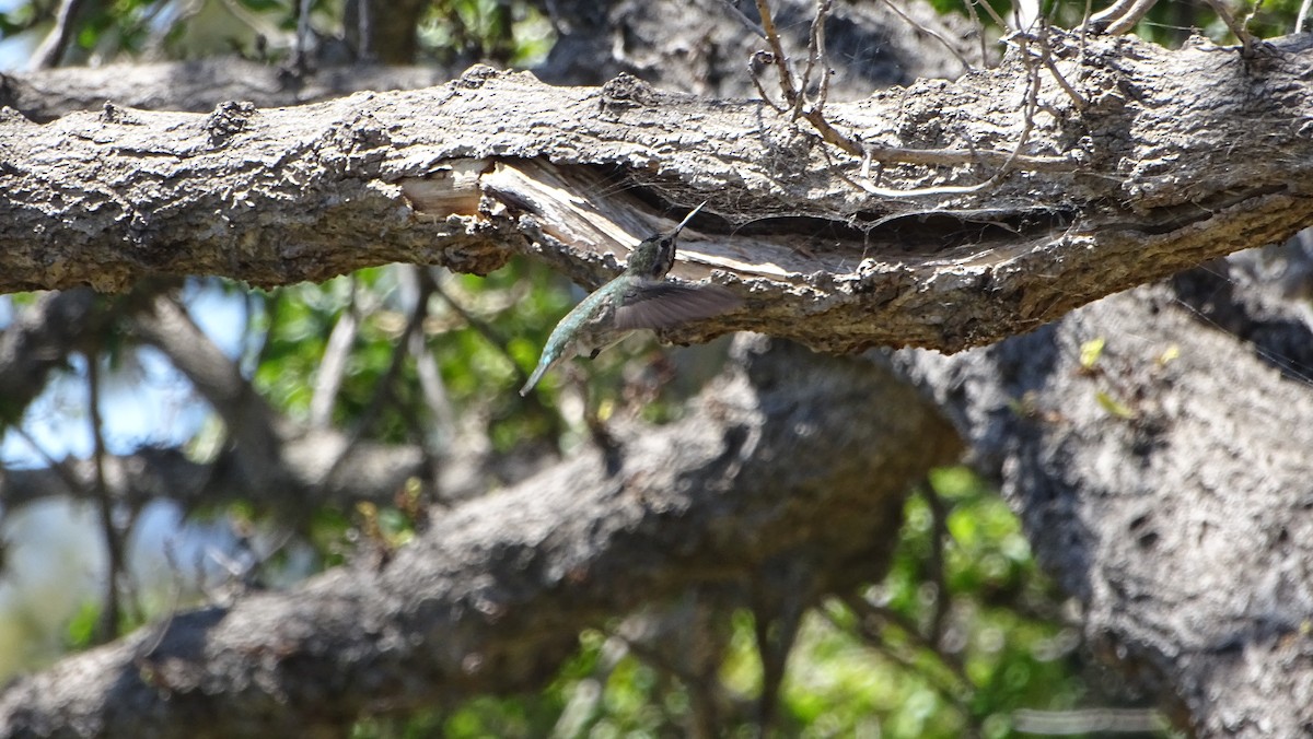 Anna's Hummingbird - ML619923954