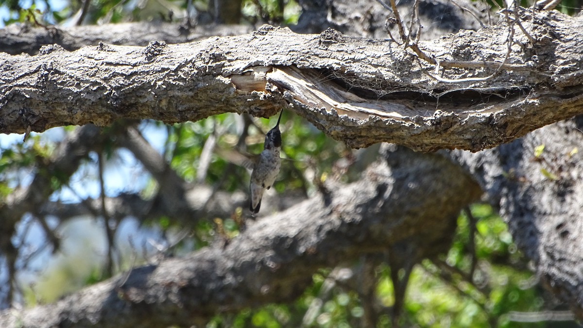 Anna's Hummingbird - ML619923959