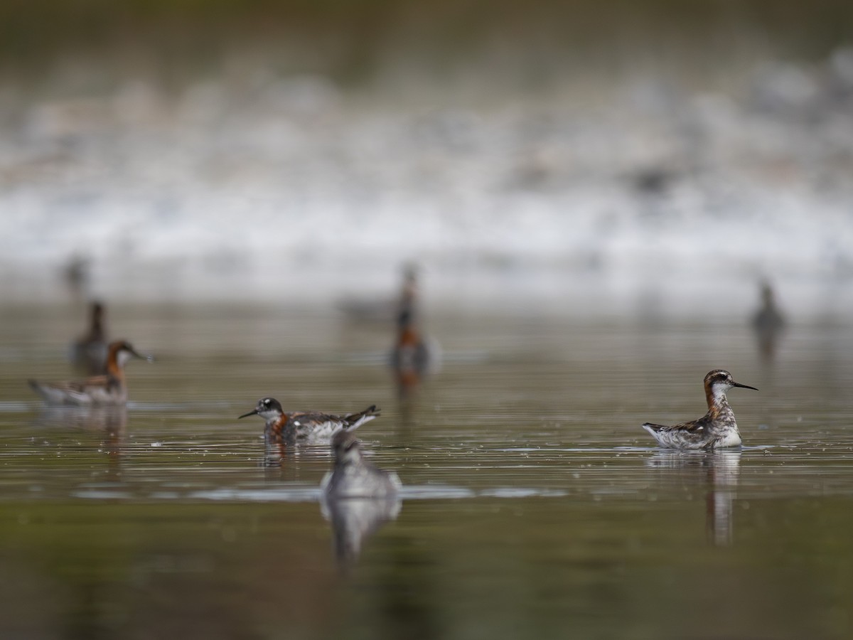 Phalarope à bec étroit - ML619923963