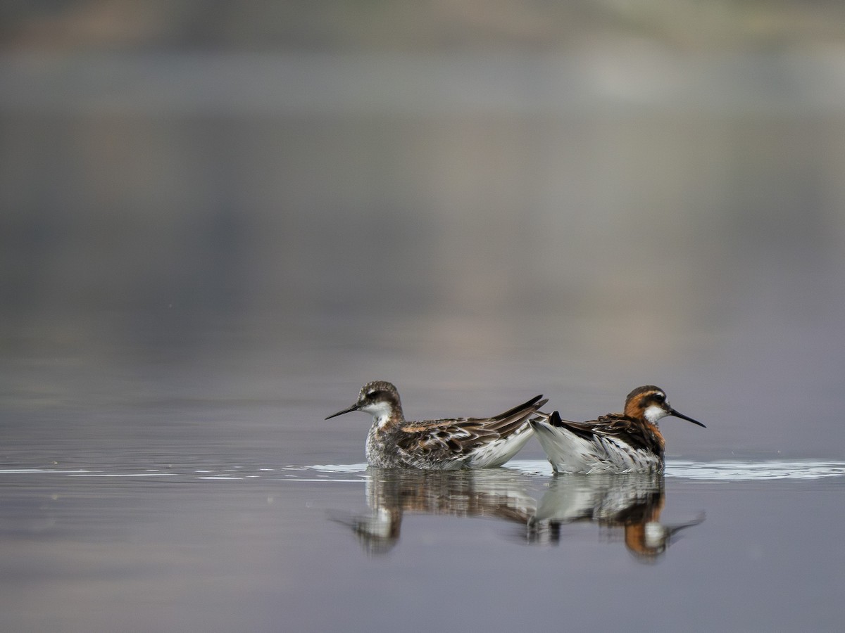 Phalarope à bec étroit - ML619923965