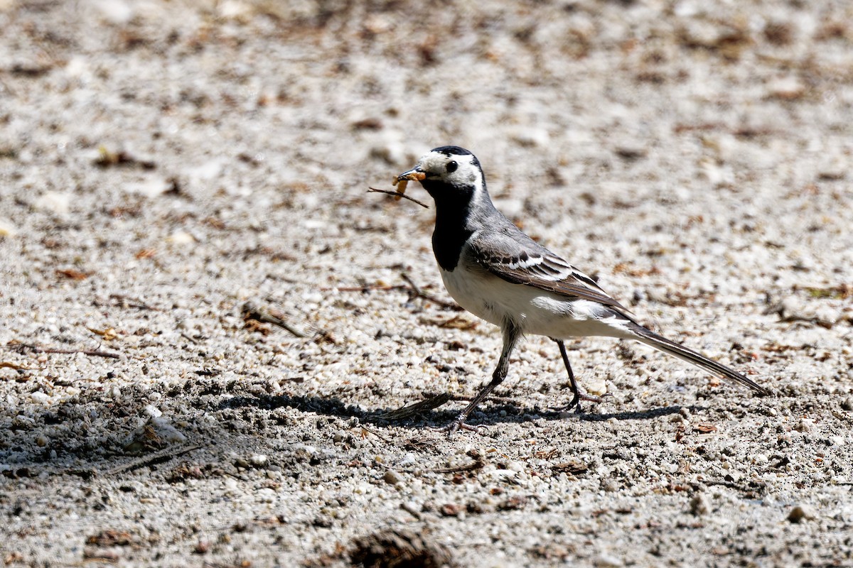 White Wagtail (White-faced) - ML619923976