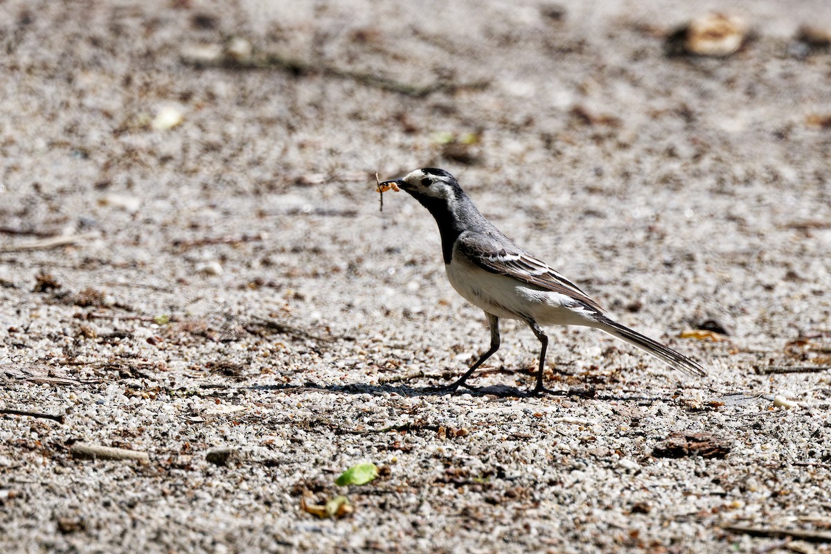 White Wagtail (White-faced) - ML619923977
