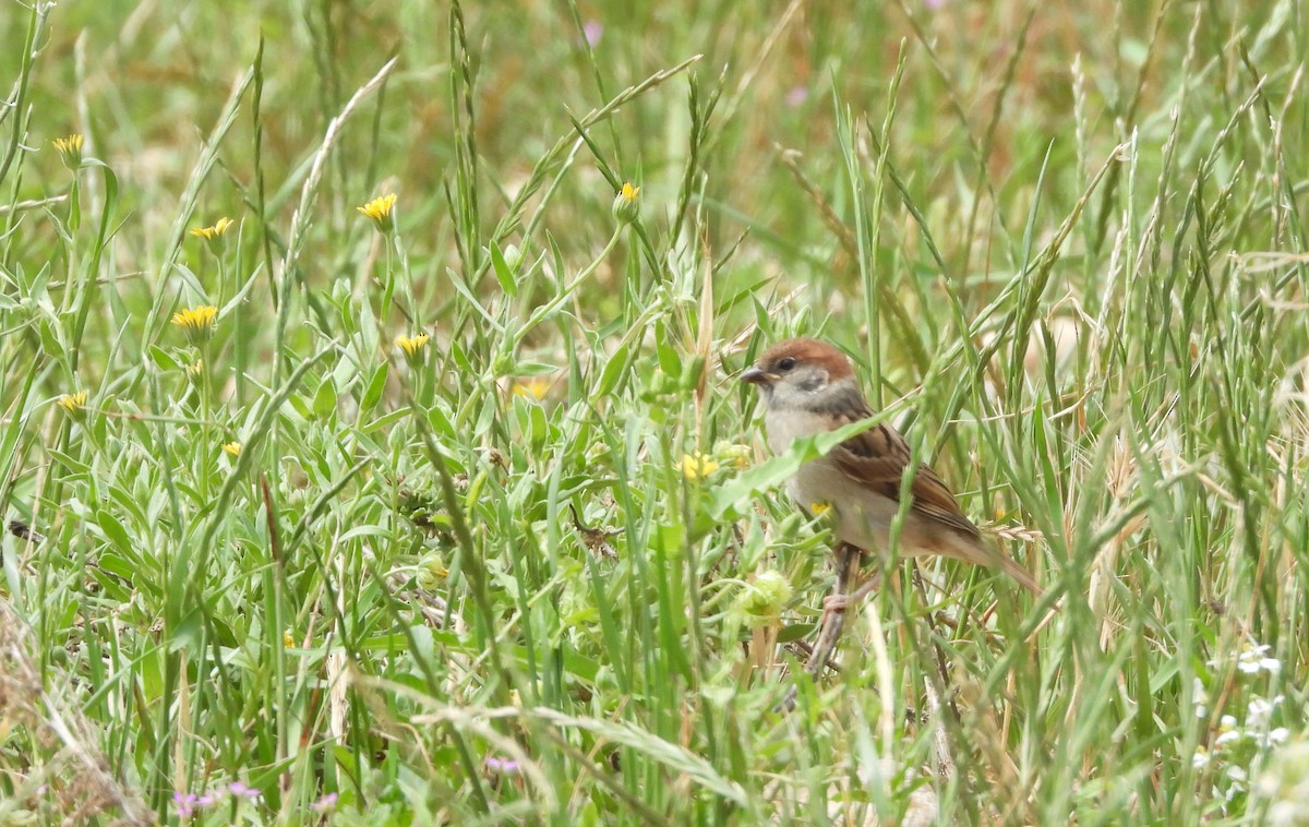 Eurasian Tree Sparrow - ML619923978