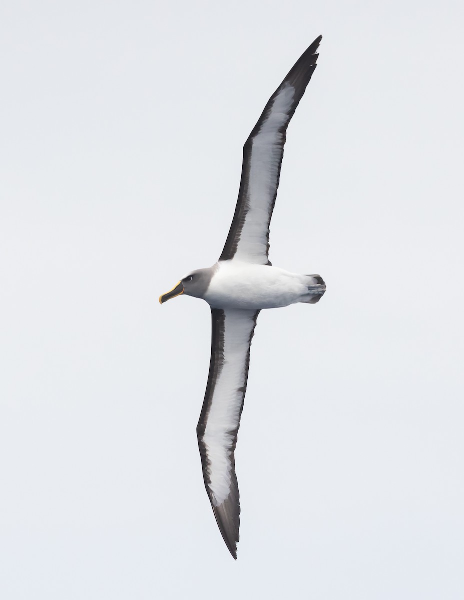 albatros Bullerův - ML619923980