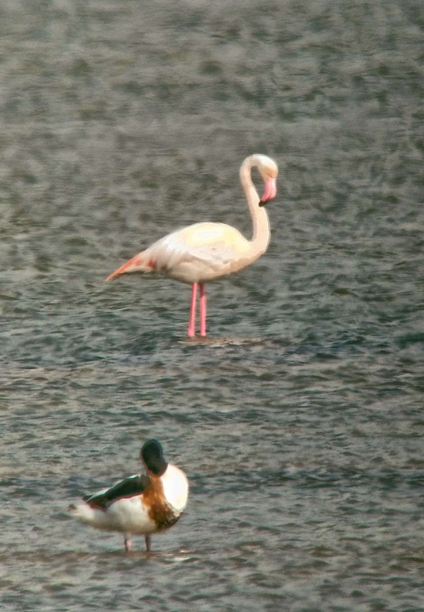 Greater Flamingo - ML619923984