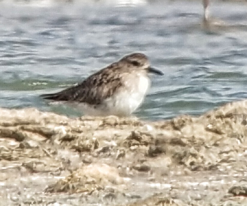 Black-bellied Plover - ML619923991