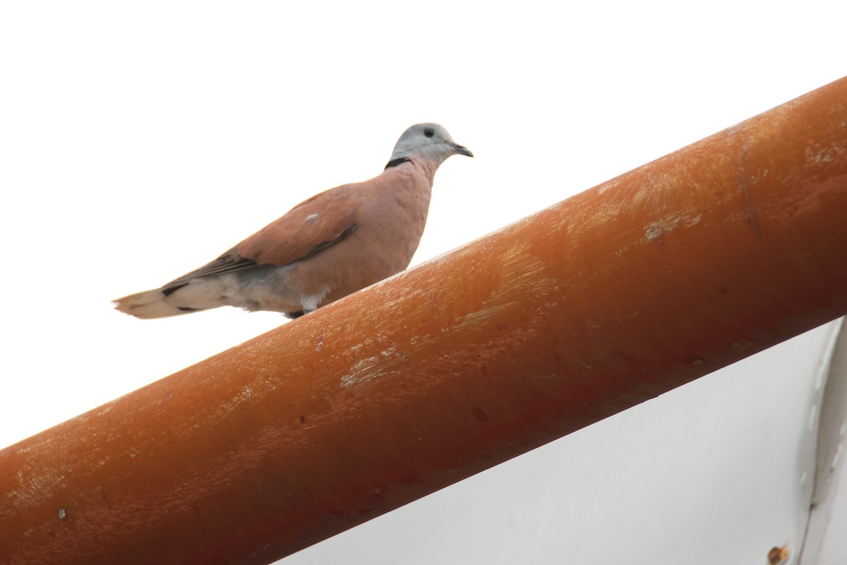 Red Collared-Dove - ML619924009