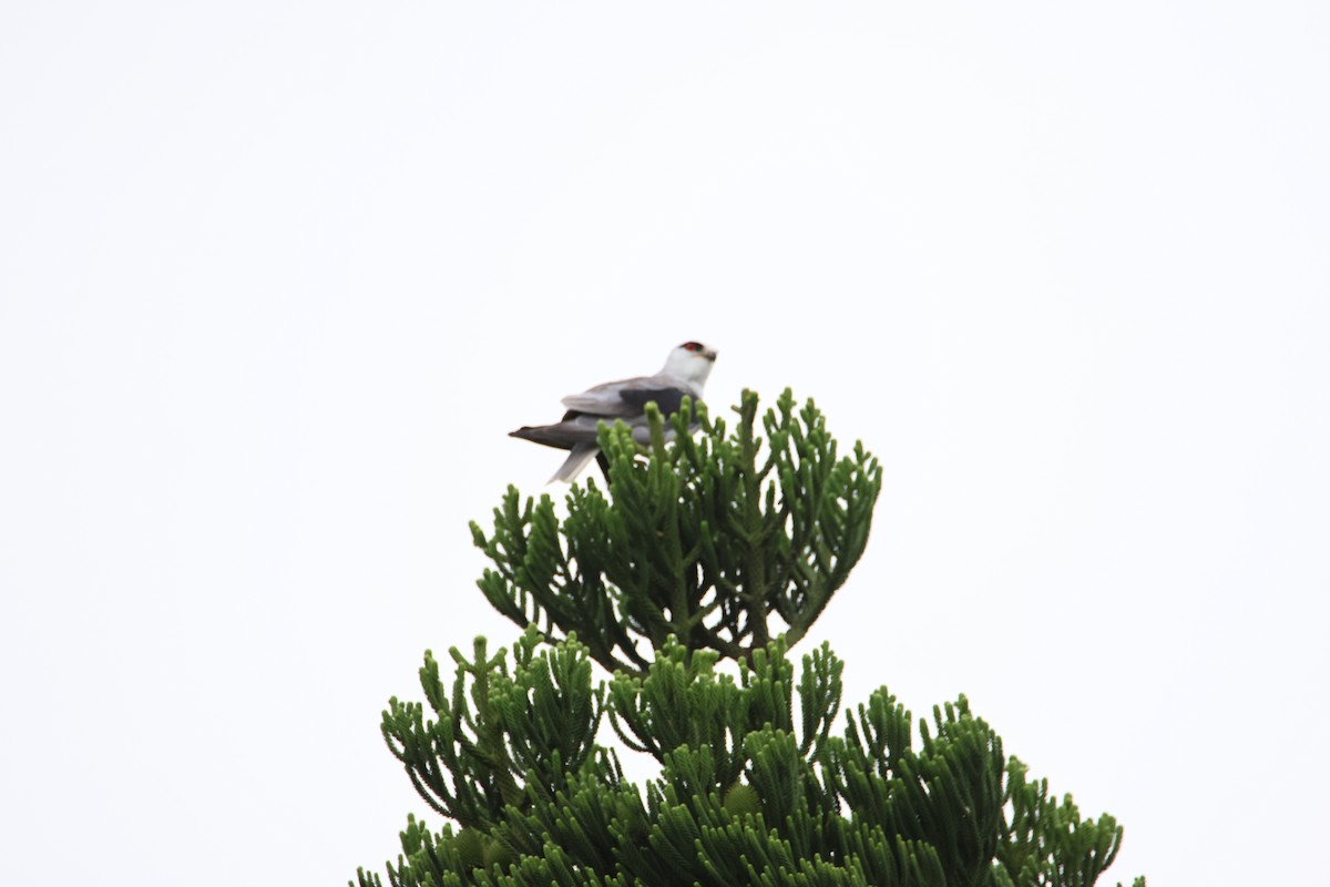 Black-winged Kite - ML619924011