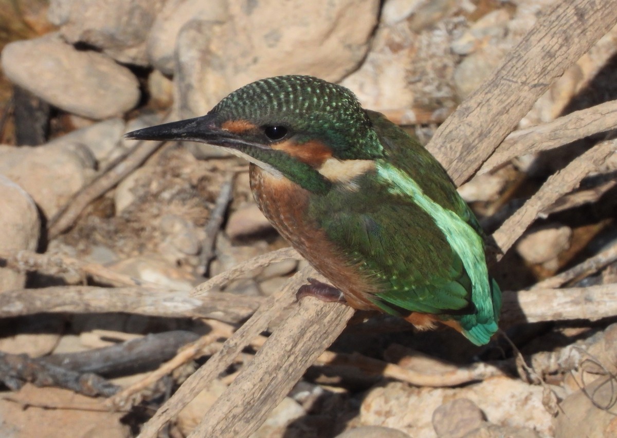 Common Kingfisher - Martín  Rey Pellitero