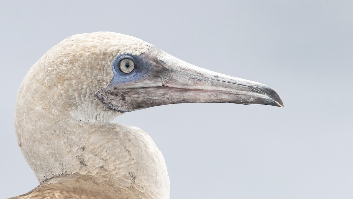 Red-footed Booby - ML619924021