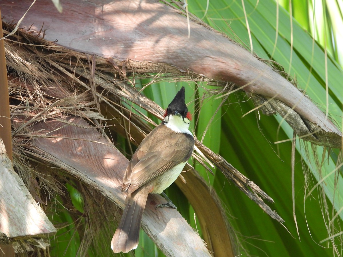 Red-whiskered Bulbul - ML619924029