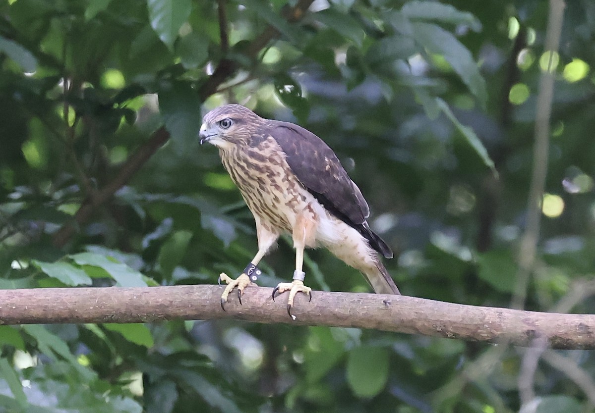 Haitibussard - ML619924035