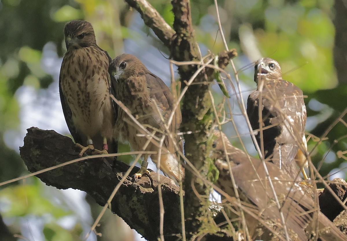 Haitibussard - ML619924037