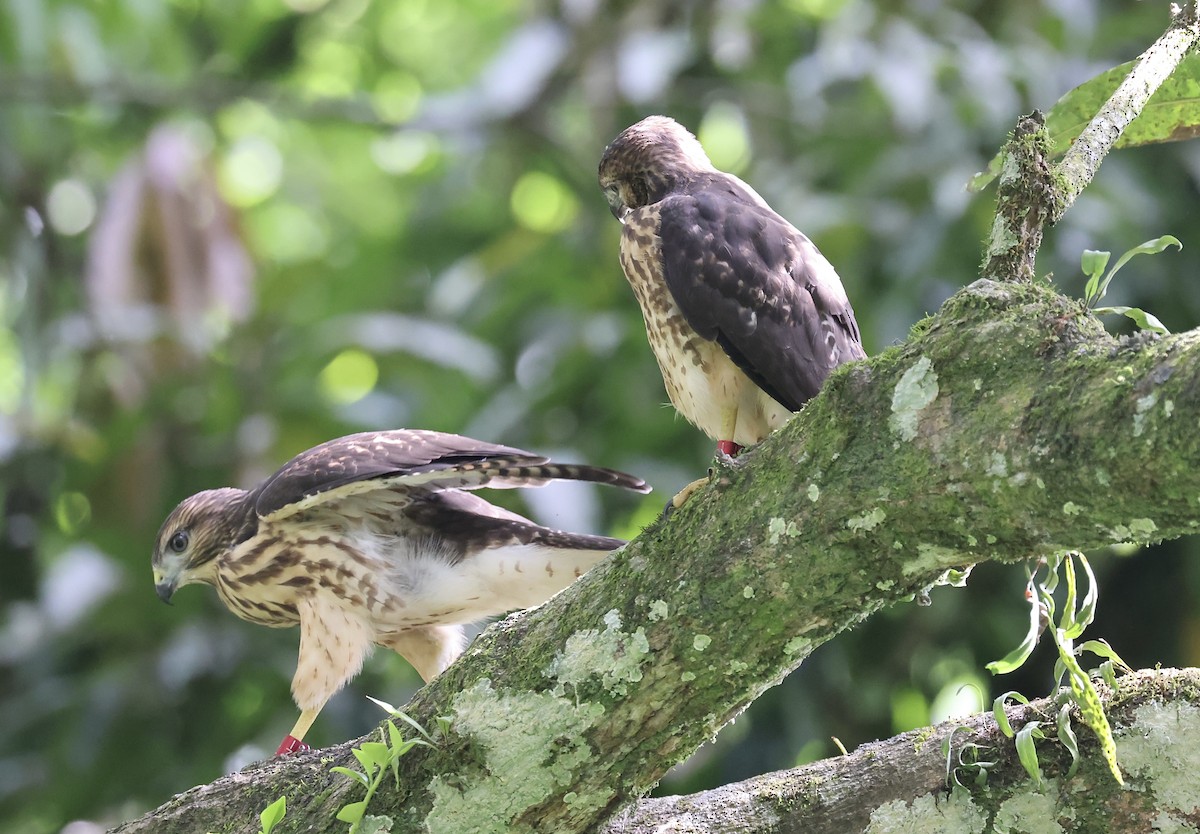 Haitibussard - ML619924038