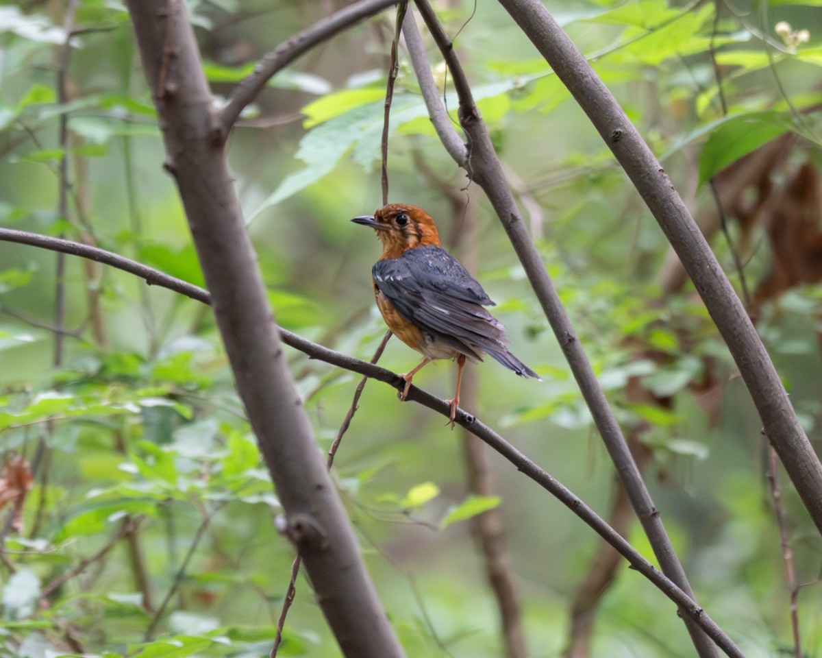 Orange-headed Thrush (Buff-throated) - ML619924045