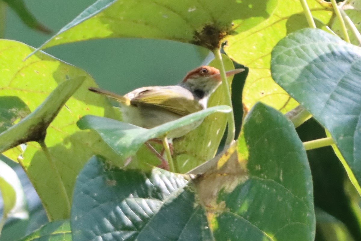 Visayan Tailorbird - ML619924053