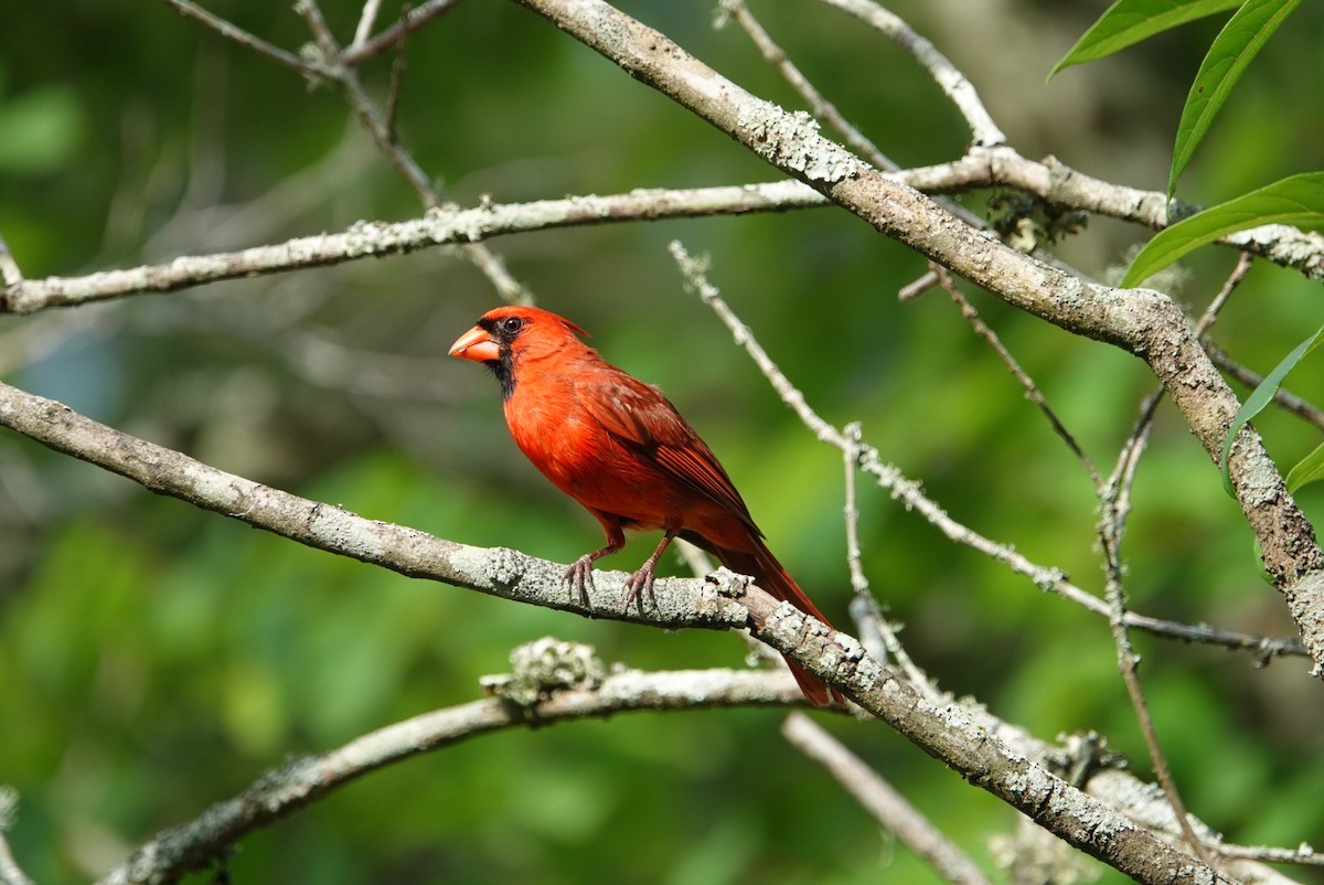 Cardinal rouge - ML619924066