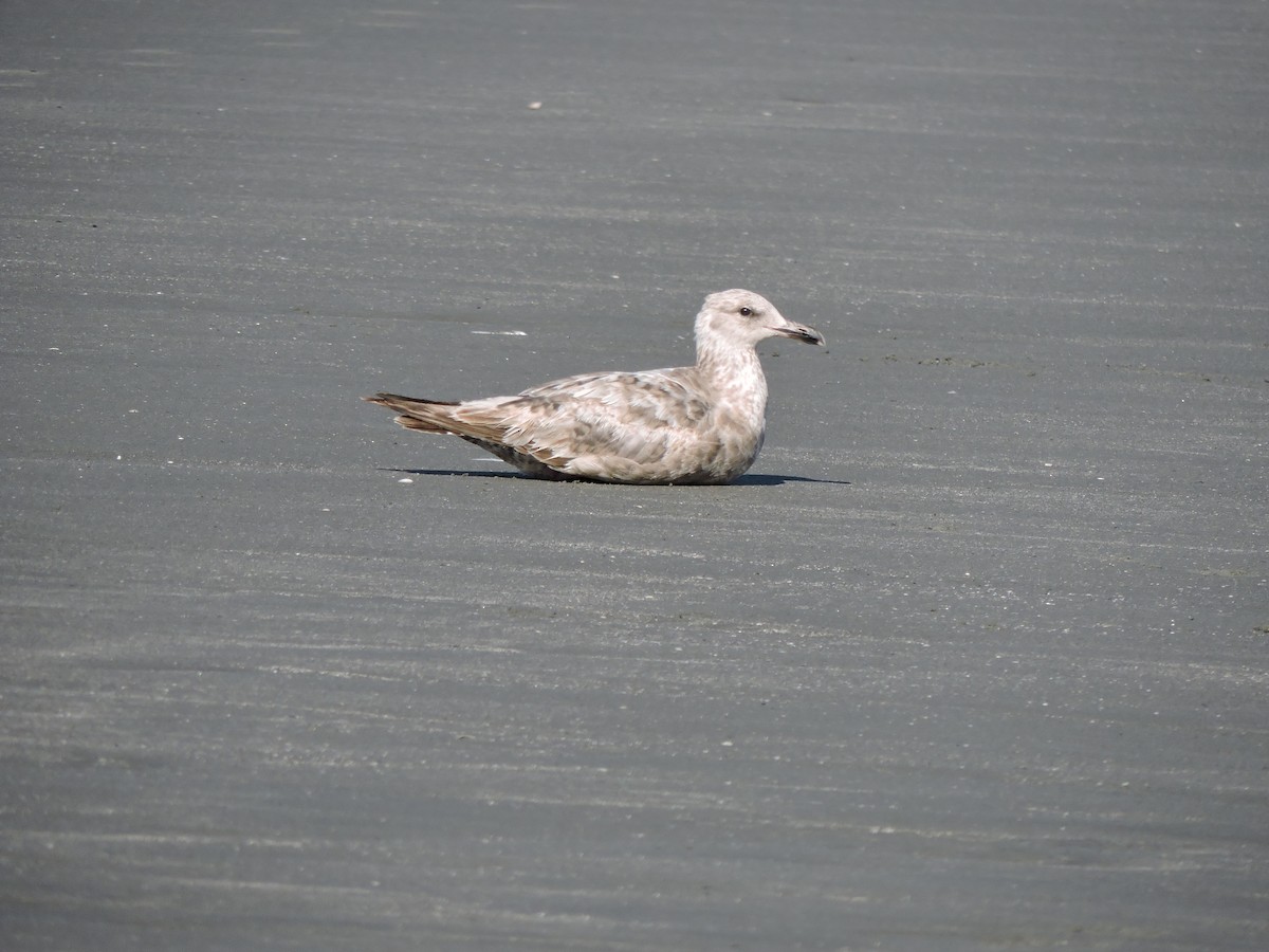 Gaviota Argéntea - ML619924073