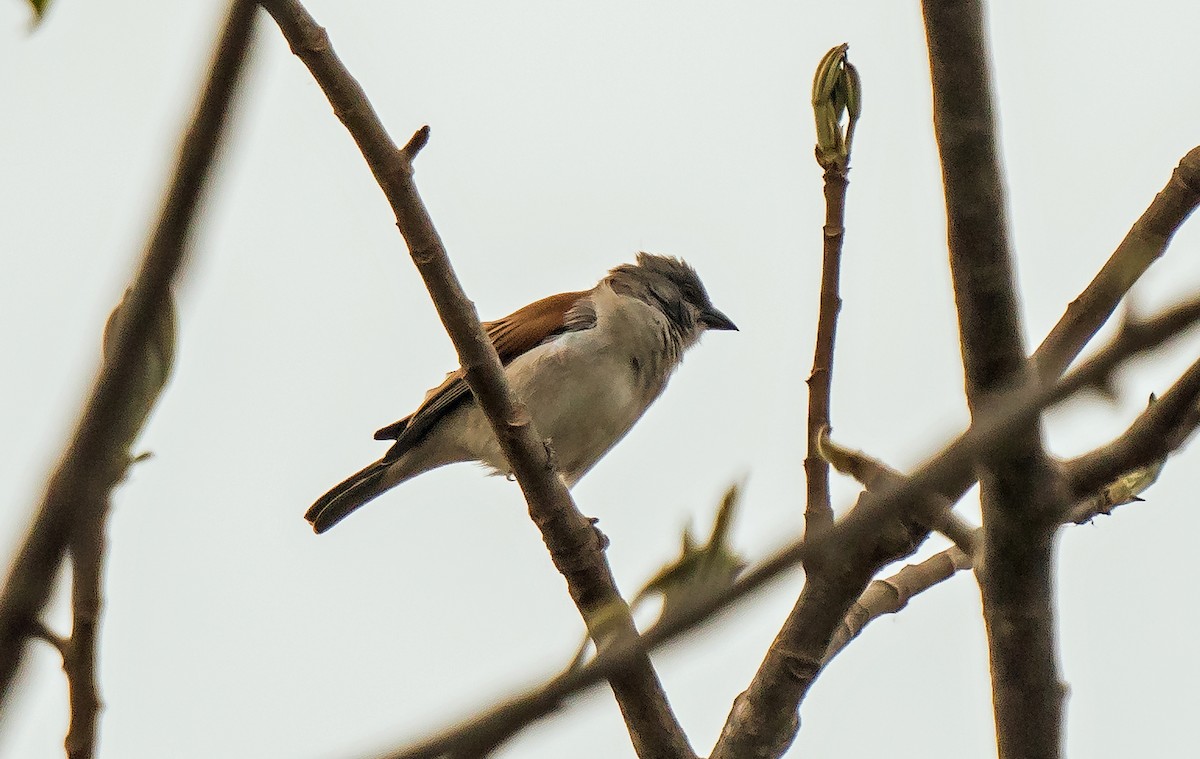 Northern Gray-headed Sparrow - Russell Scott