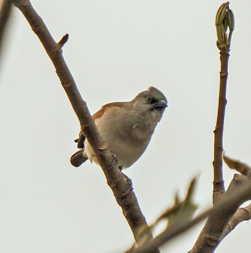 Northern Gray-headed Sparrow - ML619924077