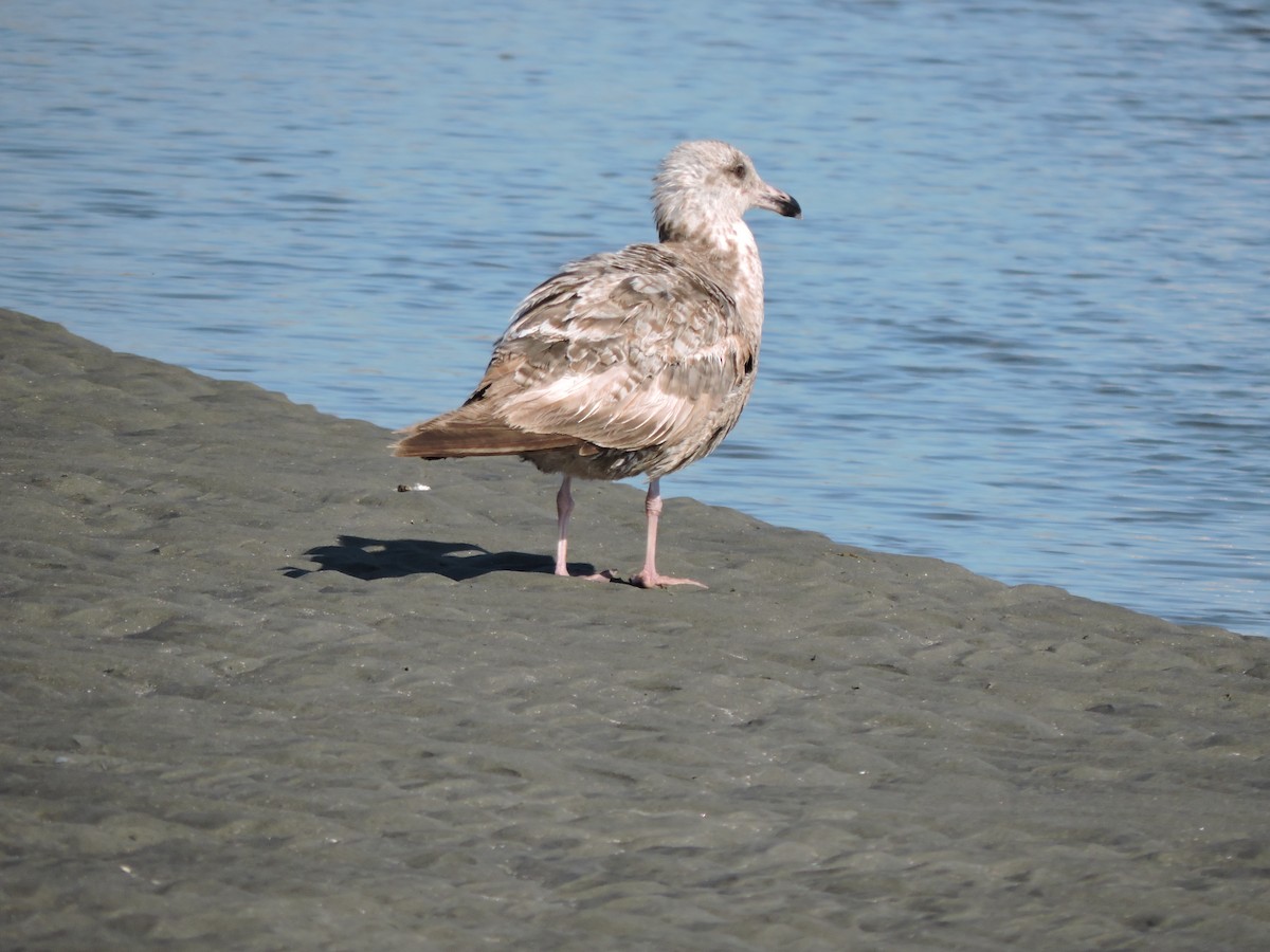 Herring Gull - ML619924080