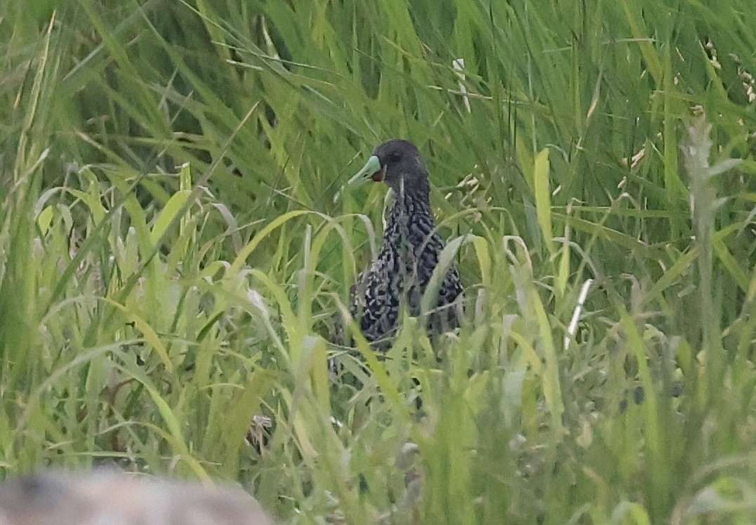 Spotted Rail - ML619924083