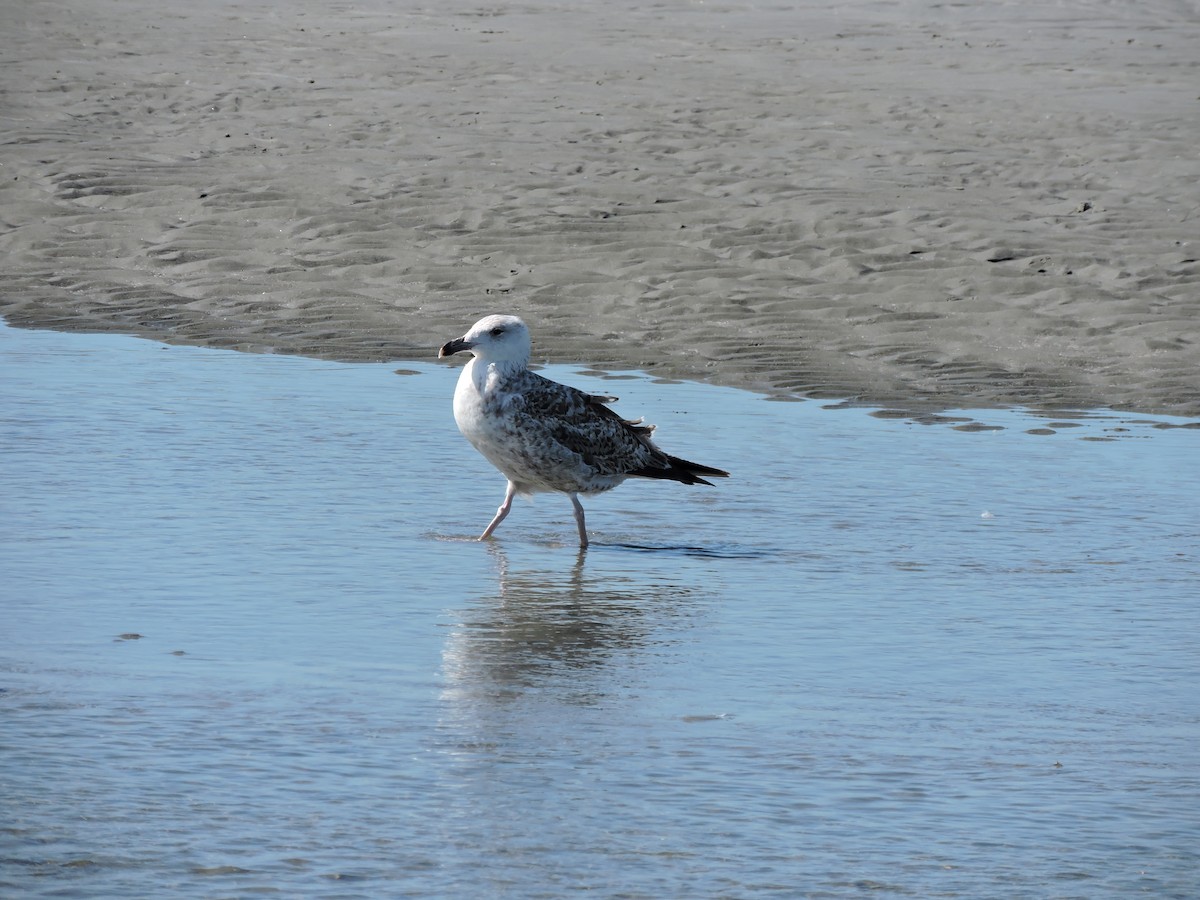 Great Black-backed Gull - ML619924090