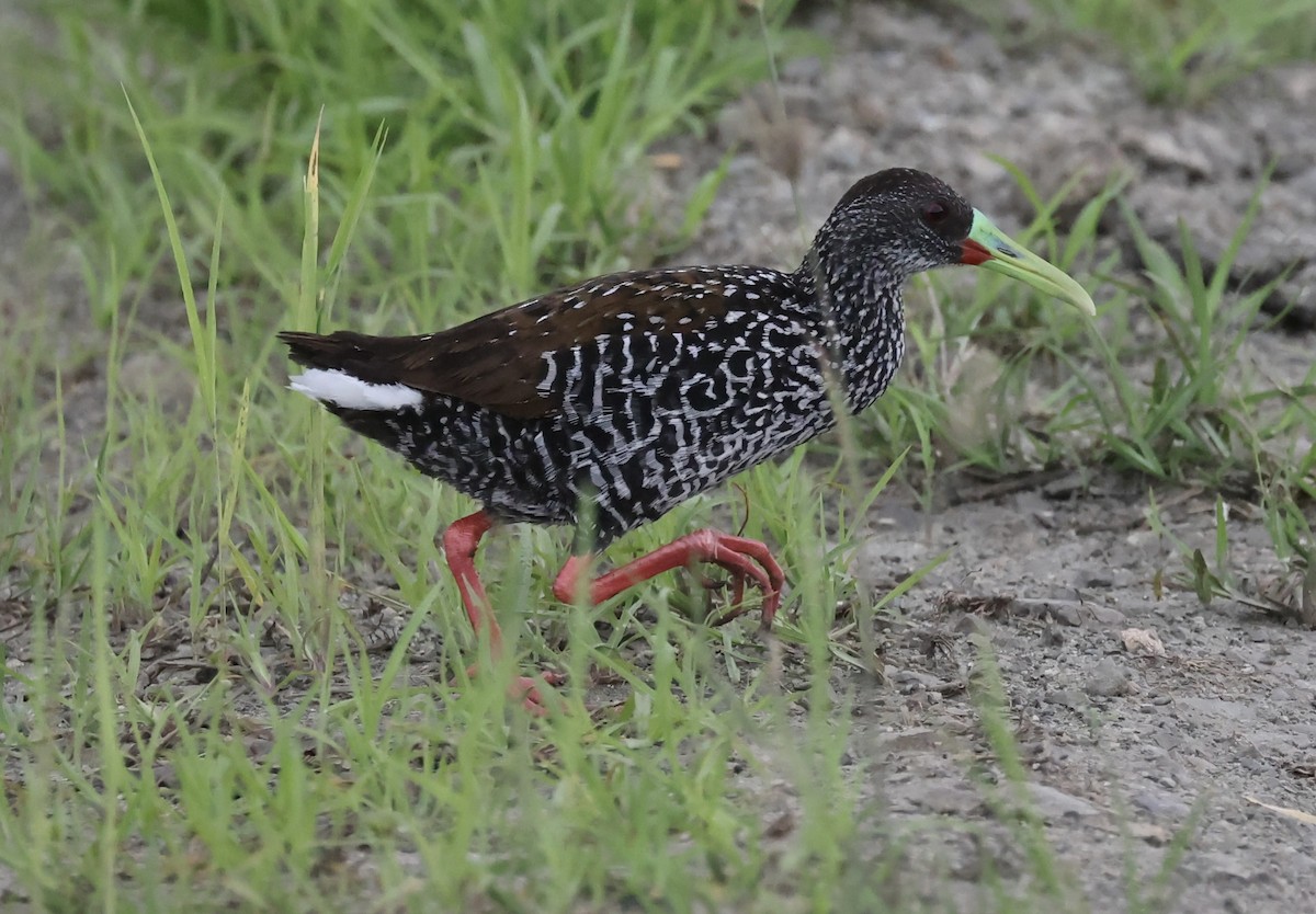 Spotted Rail - ML619924097