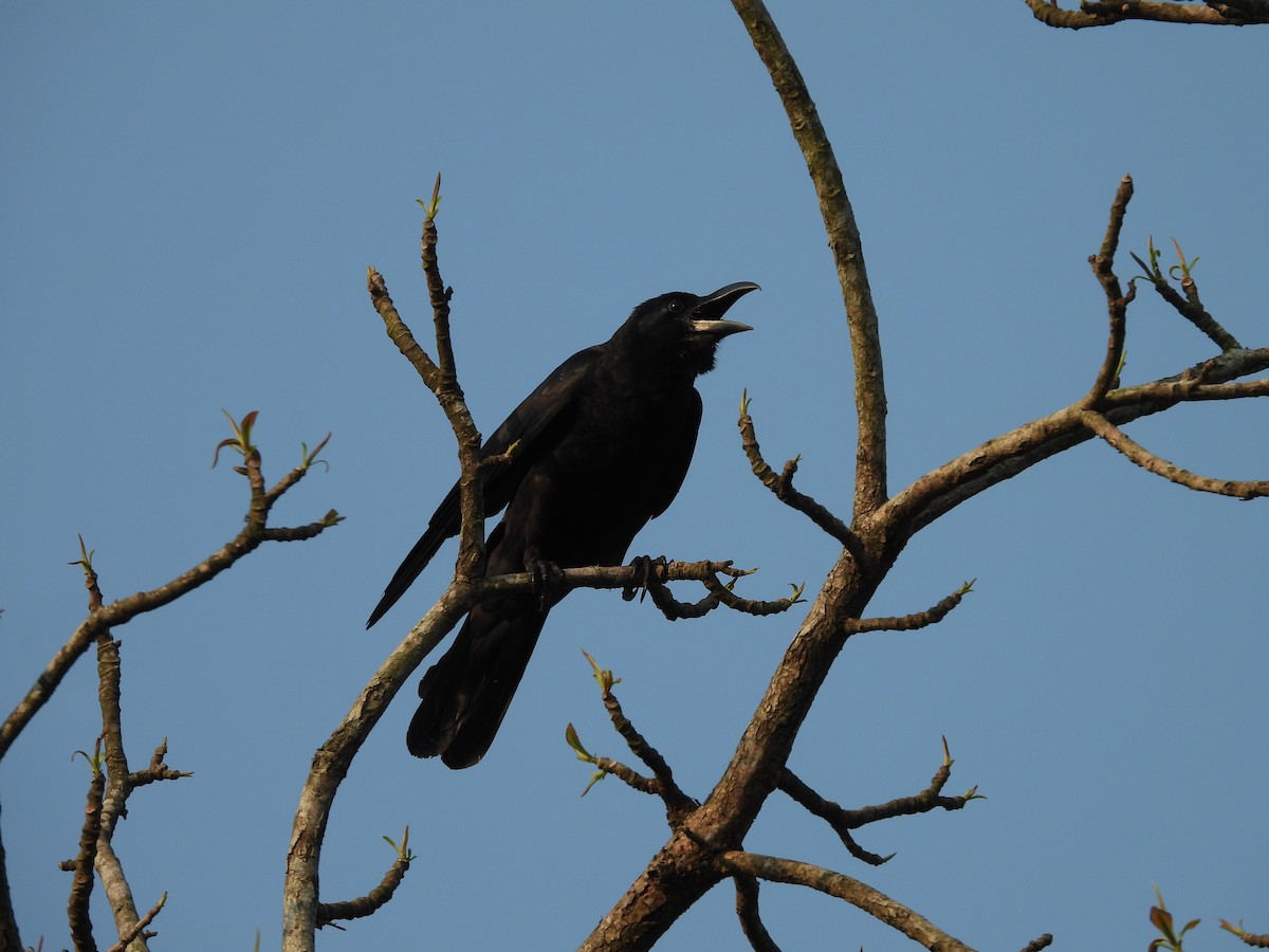 Large-billed Crow - ML619924102