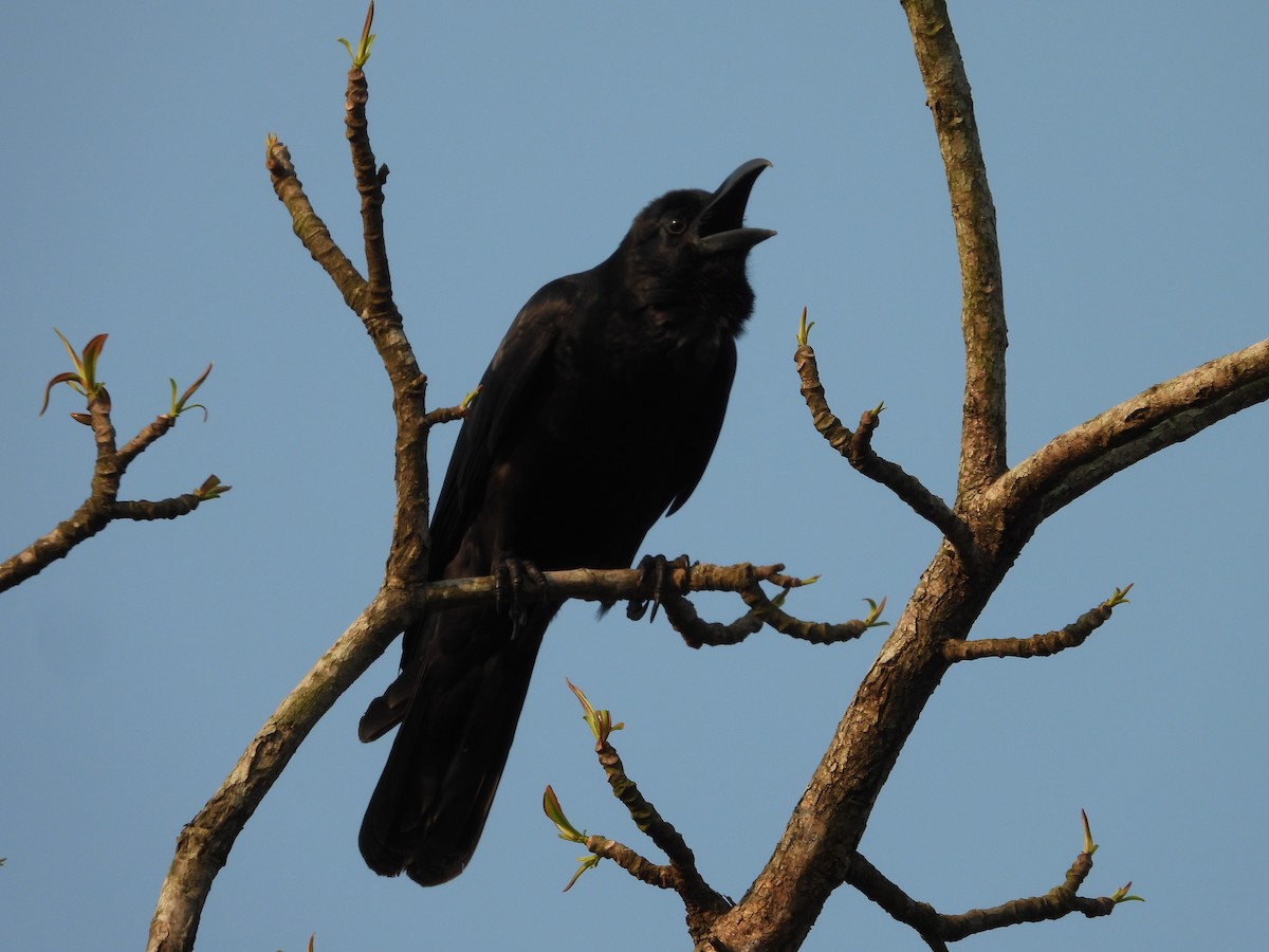 Large-billed Crow - ML619924103