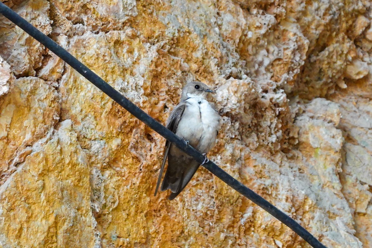 Eurasian Crag-Martin - ML619924106