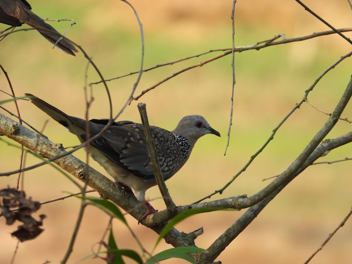 Spotted Dove - ML619924112