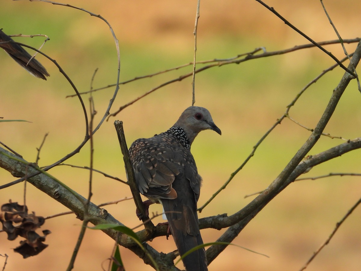 Spotted Dove - ML619924113
