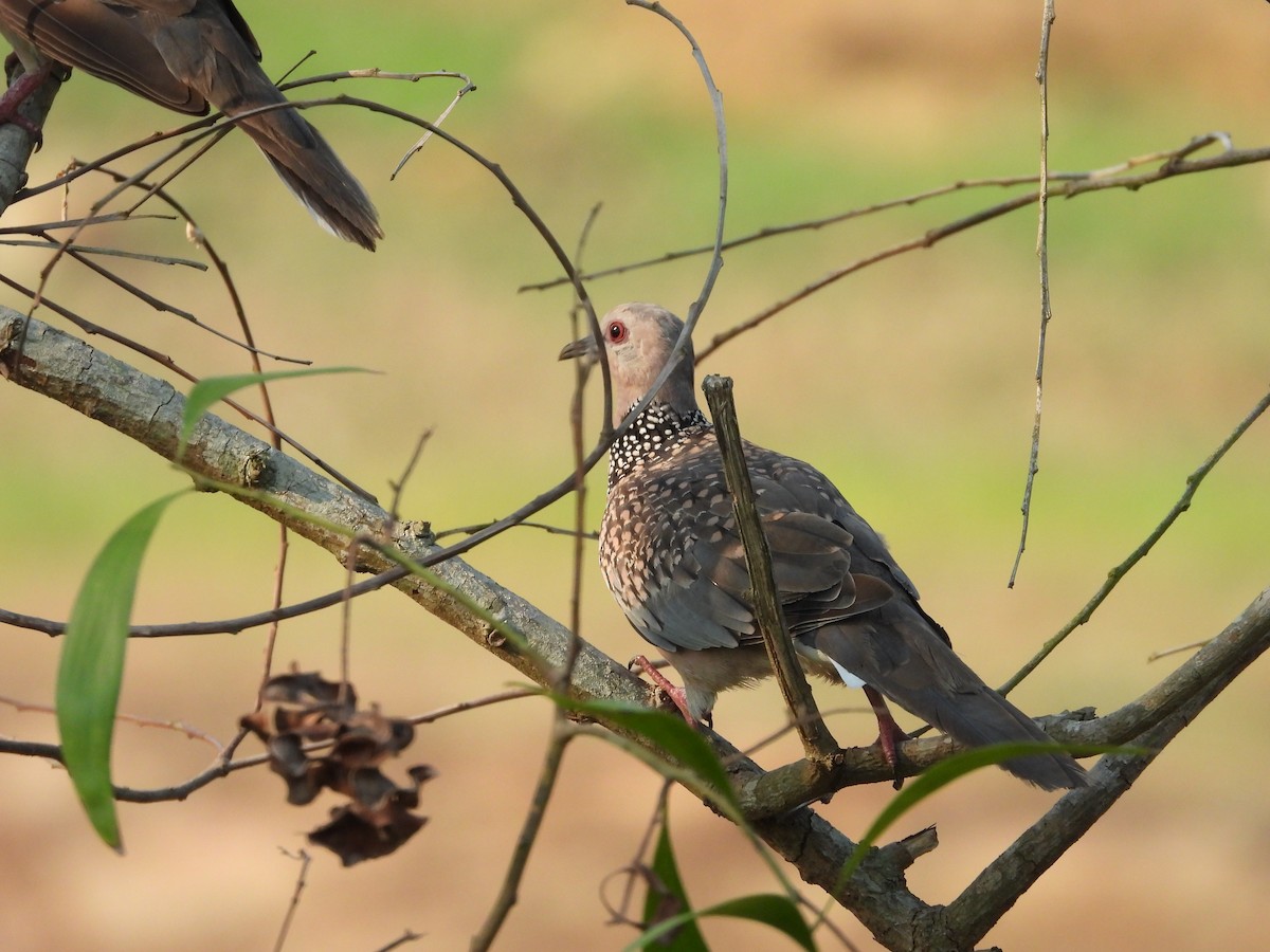 Spotted Dove - ML619924114