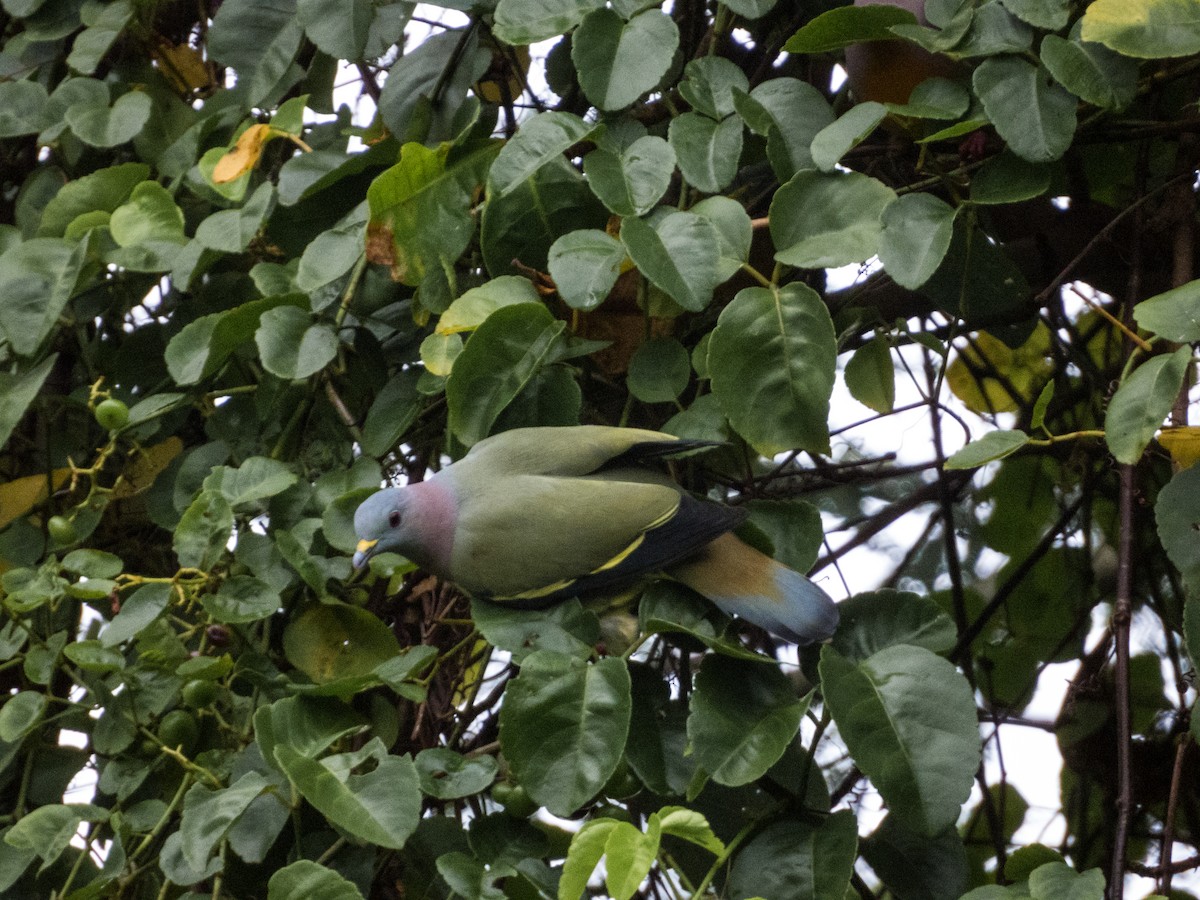 Pink-necked Green-Pigeon - ML619924119